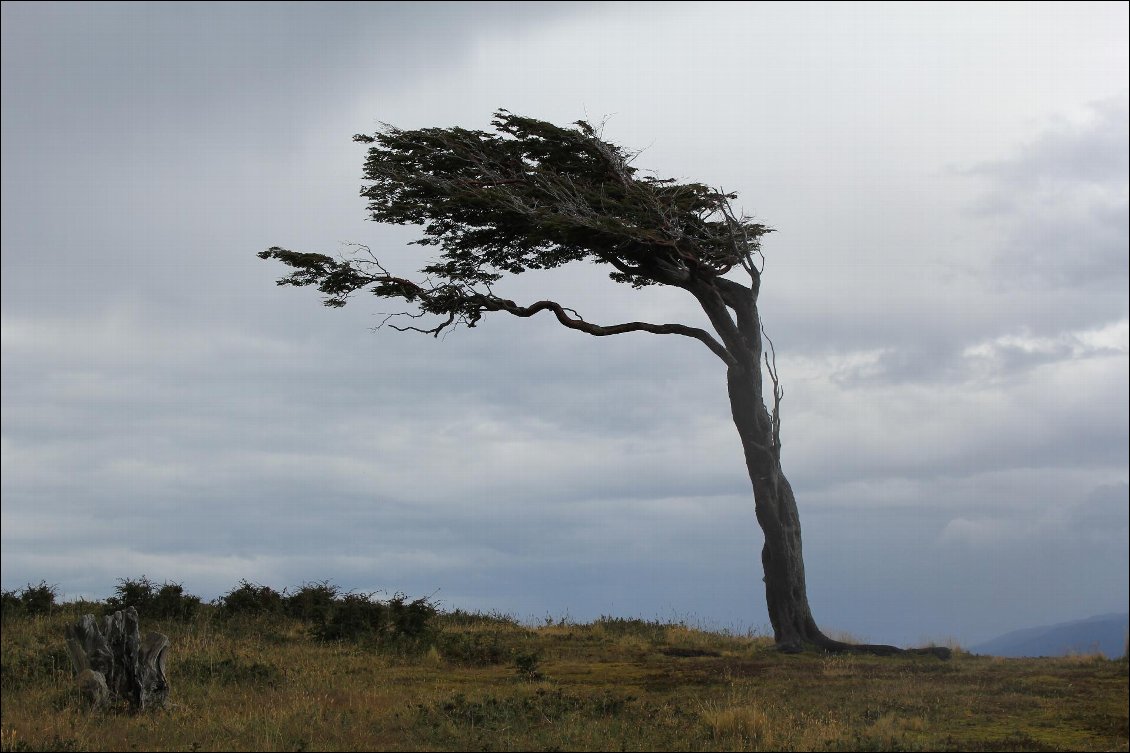 Nous nous sommes fait particulièrement décoiffer à plusieurs endroits pendant notre tour du monde, dont dans ce secteur de la Terre de Feu, où cet arbre ne laisse pas de doute sur le sens du vent dominant.
Photos : Julie Astier et Thomas Amory