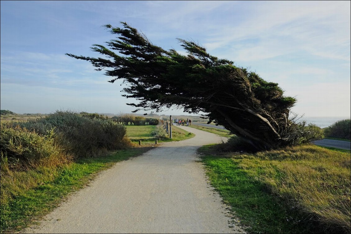 Photo prise durant une rando à vélo sur l’île d’Oléron fin octobre 2016. La côte nord-ouest de l’île avec ses cyprès façonnés par le vent.
Photo : Yoann Molard-Auclair