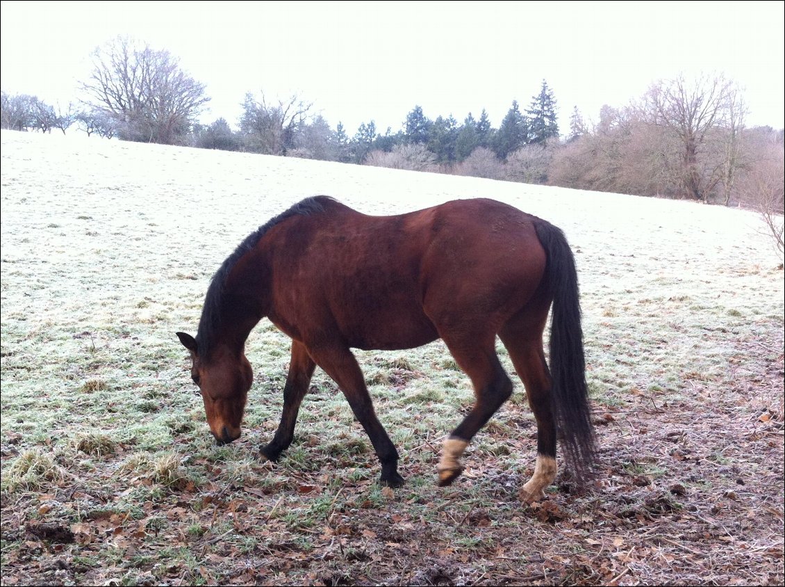 Avait-il aussi froid que moi? En tous cas, il a mangé les touffes d'herbe que je lui ai données!
