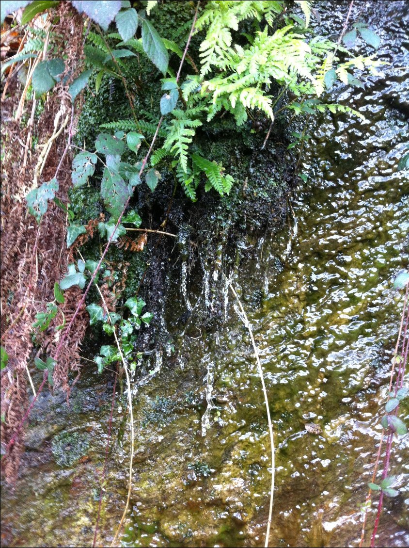 Les stalactites de mousse des bois, enrobées de fougère, et leur coulis de verglas: succulent...