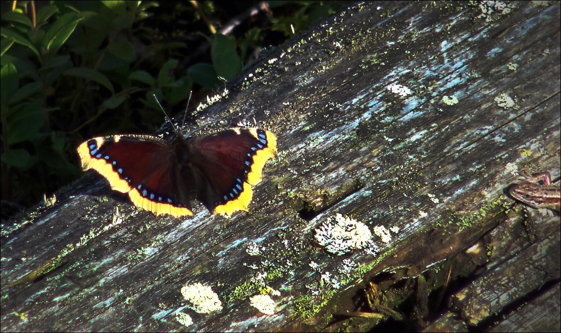 Le papillon et le lézard.