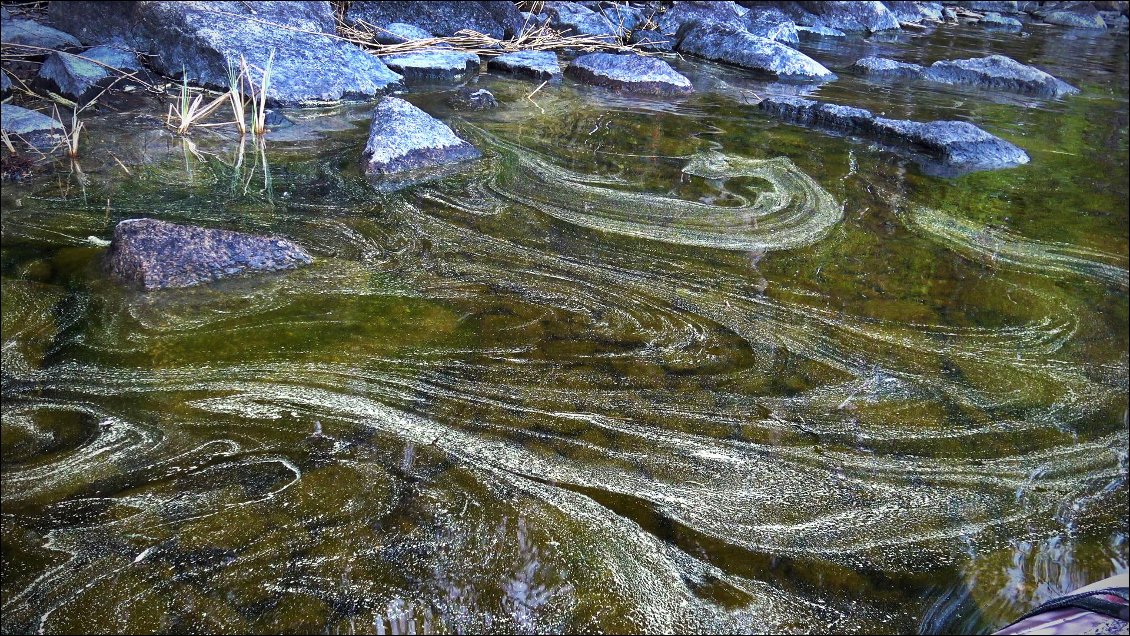 Le pollen du printemps recouvre des zones entières et dérive au gré des vents, il y en a toujours en suspension dans l'eau que nous buvons à longueur de temps.