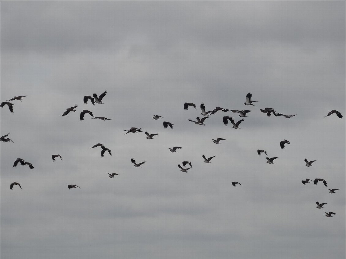 Une nuée d’oiseaux s’envolant à mon passage, pour se poser plus loin, et s’envoler à nouveau.