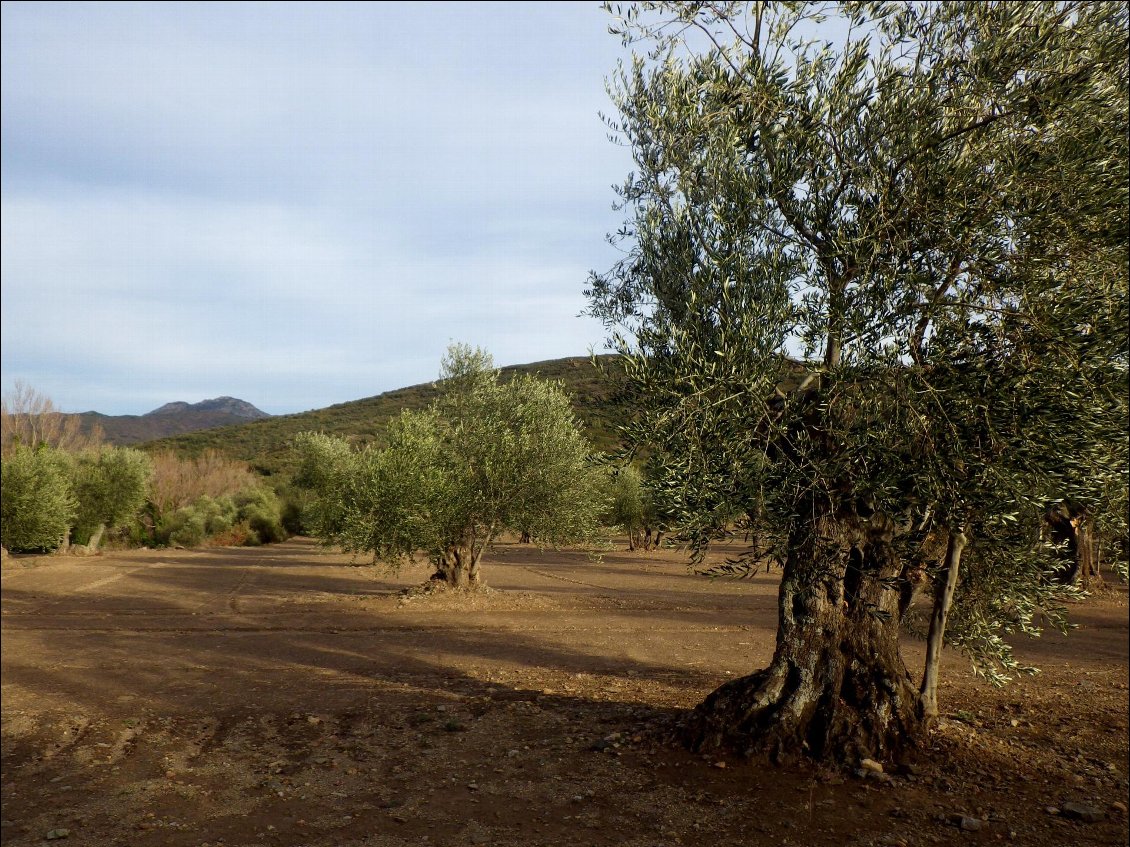 Plantation d'oliviers, ça dépayse !