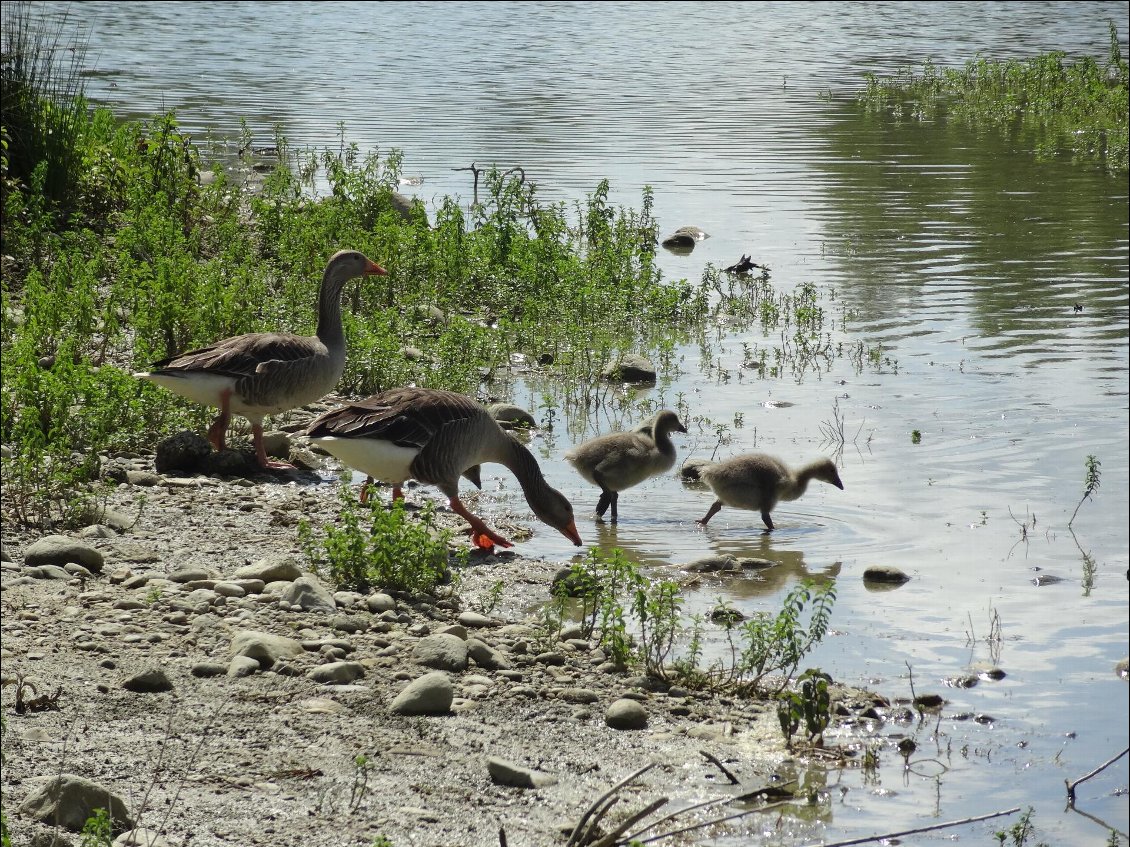 Réserve ornithologique de Mazères. Les oies et leurs petits.