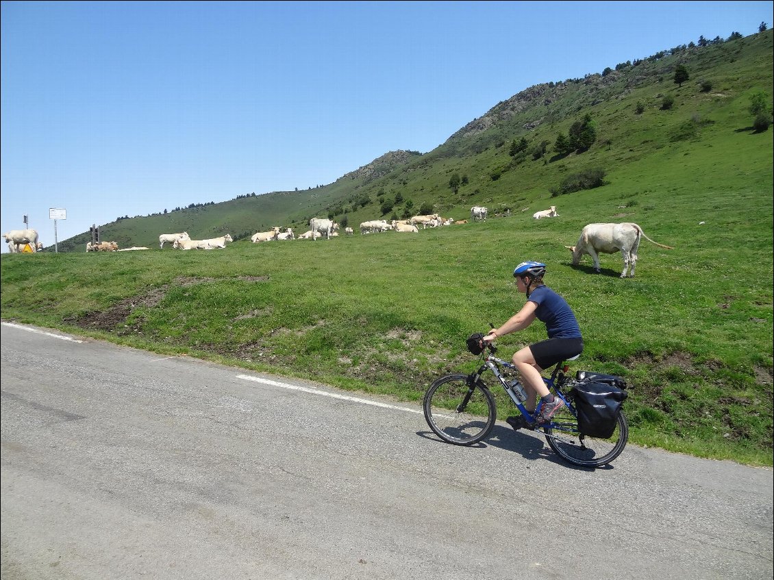 Les vaches nous accueille en haut d'Aspin