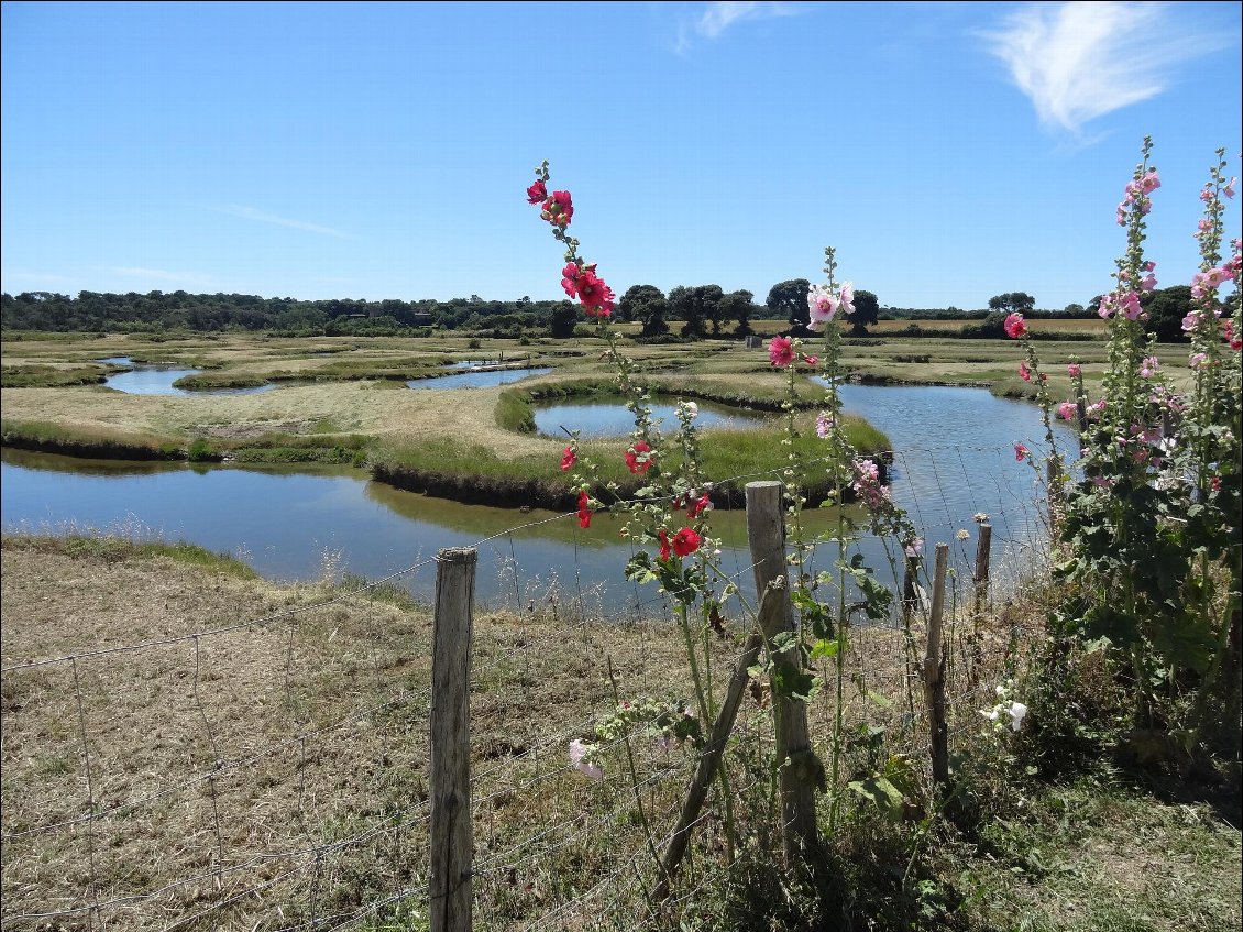 Les marais en Vendée