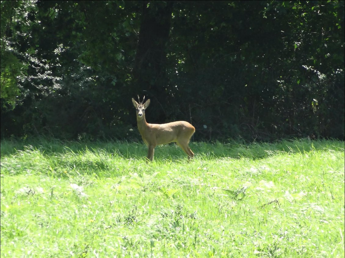 Un chevreuil