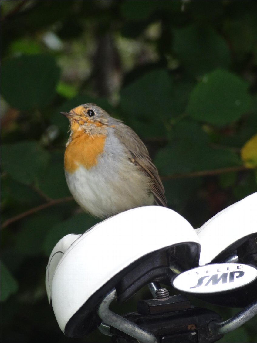 Petit Rouge-gorge sur ma selle de vélo