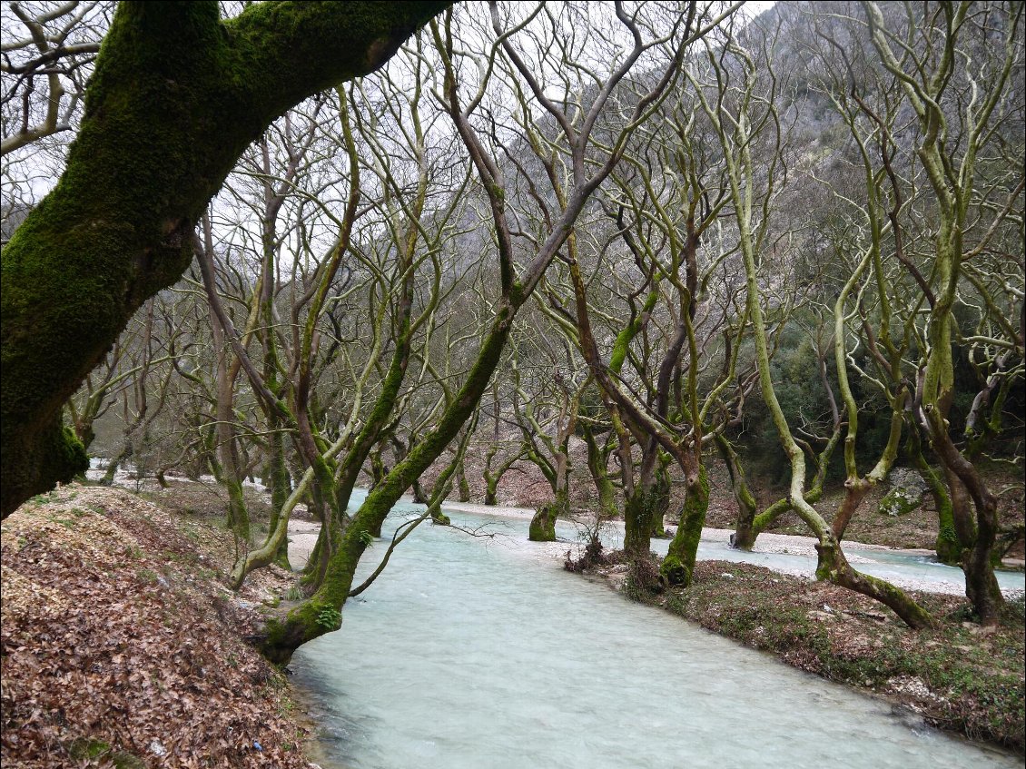 Belle vallee de Louros, eau d'une couleur incroyable et une ripisylve de platanes