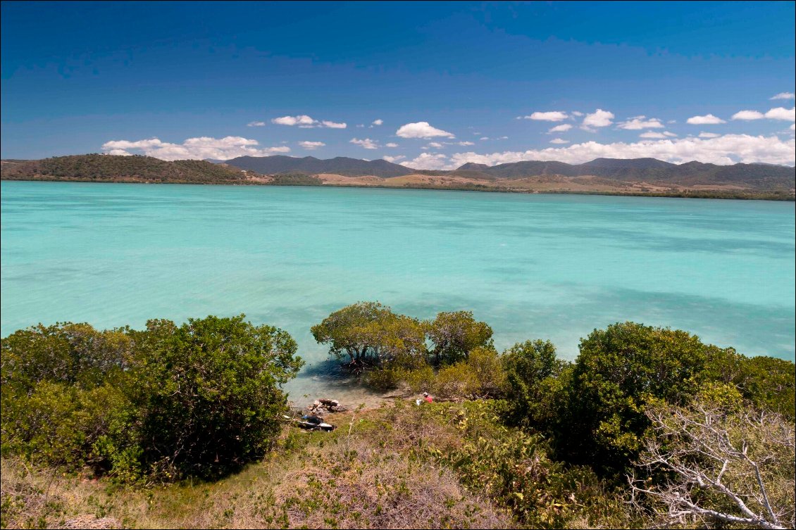 côte ouest, un îlot saturé de serpents corail!