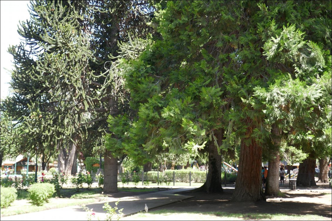 Parc de San Martin avec de majestueux pins araucarias.