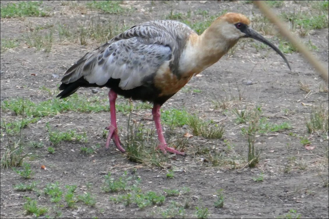 Visite d'un ibis