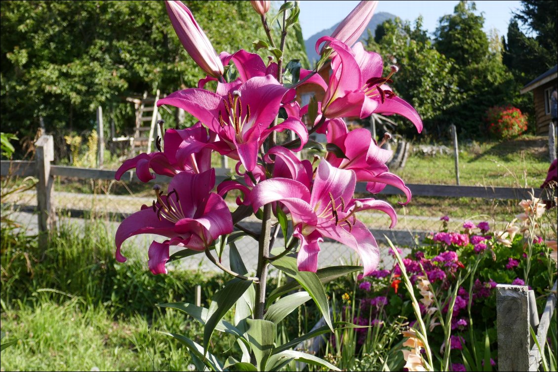 Camping de Llifen bien fleuri