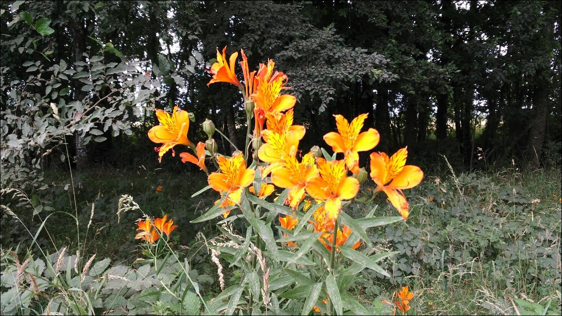 Les lys orangers (lys des Incas) le long des routes.