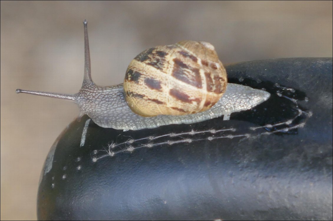 Après l'averse de la nuit, un escargot veut voyager sur ma selle.