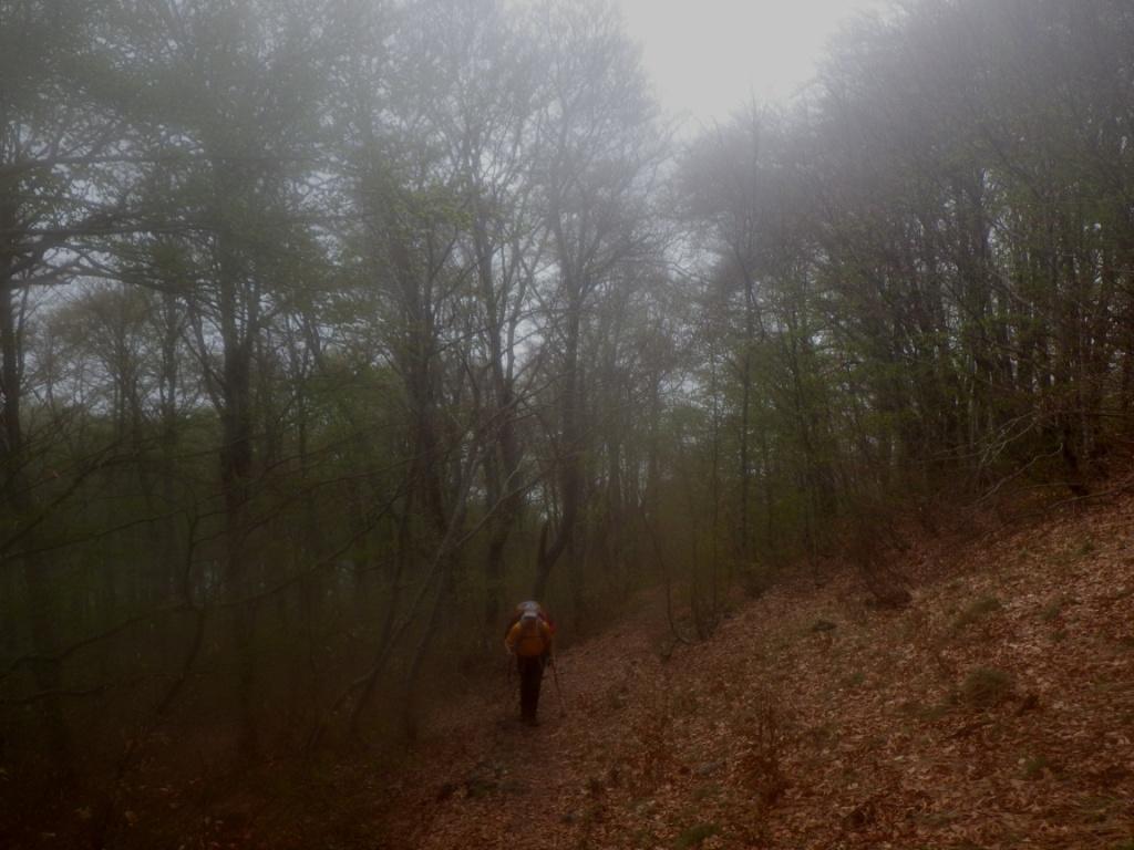 Dans les bois au-dessus de Galley