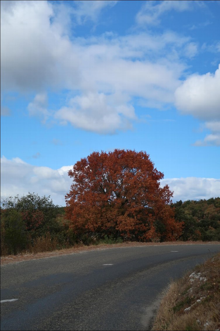 Les cevennes : collines casse- pattes et chataigners!