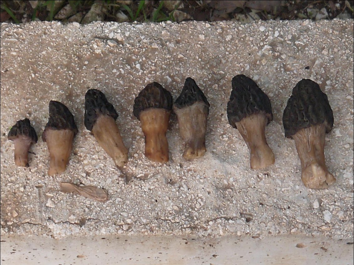 j ai trouve 7 morilles