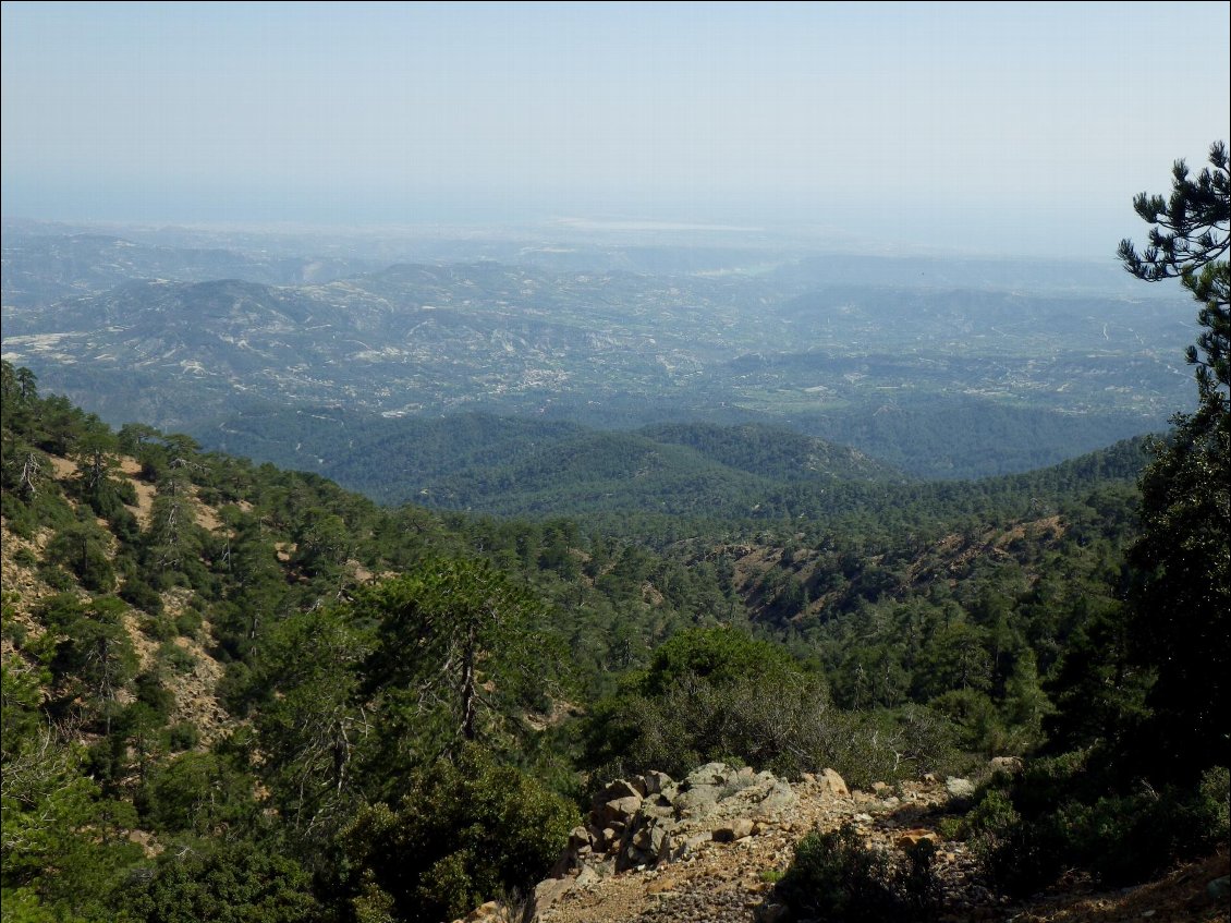 Dans la forêt de Troodos