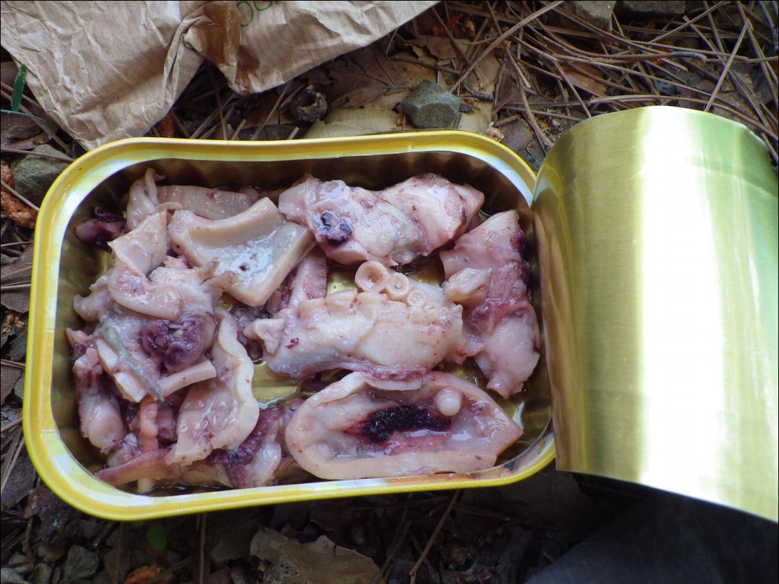 Notre quotidien du midi : les calamars !