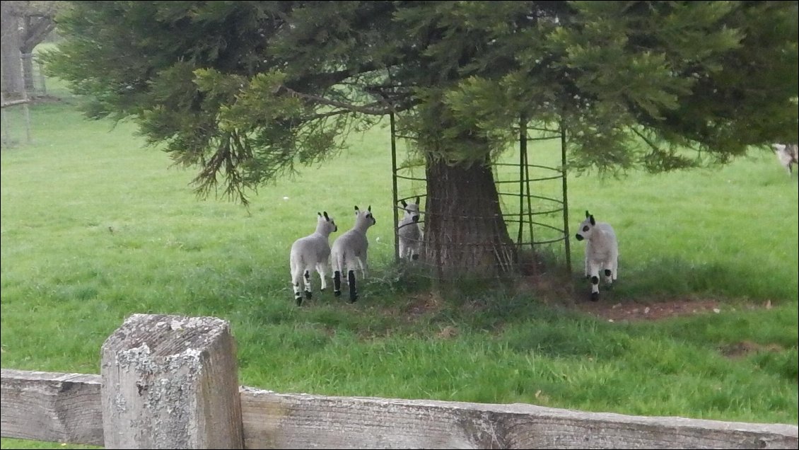 Moutons noirs du Valais