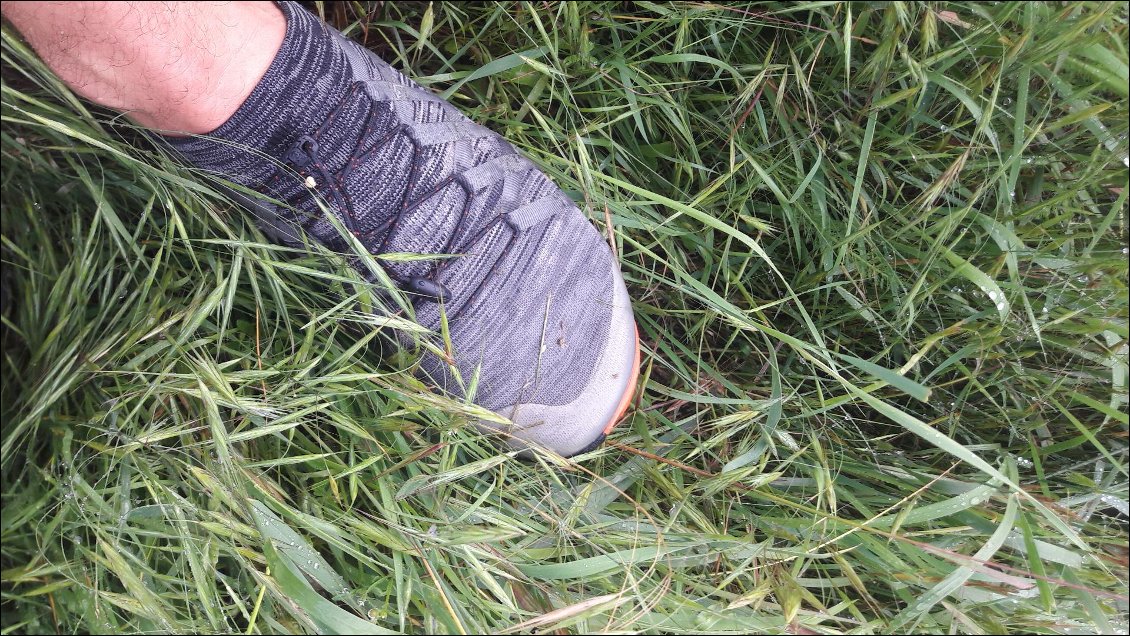 Dans l'herbe mouillée le pied reste sec quelque temps