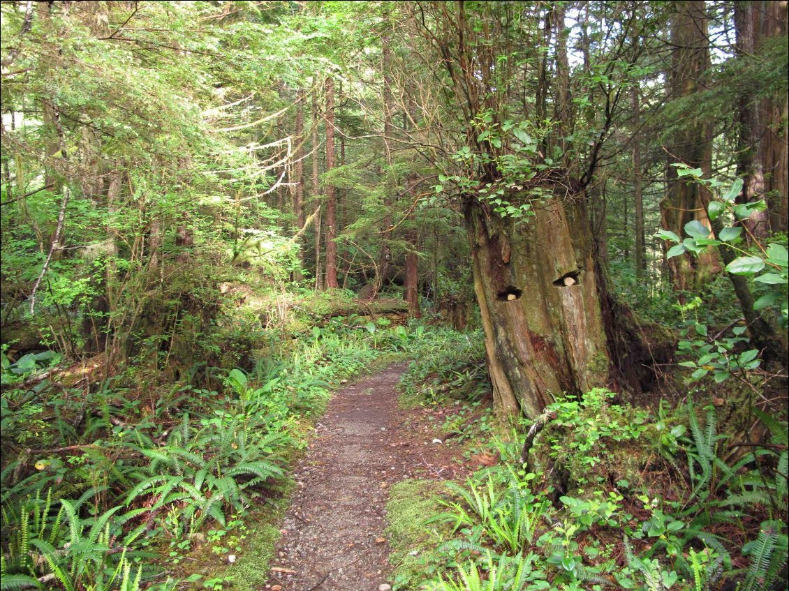 La forêt nous regarde passer !