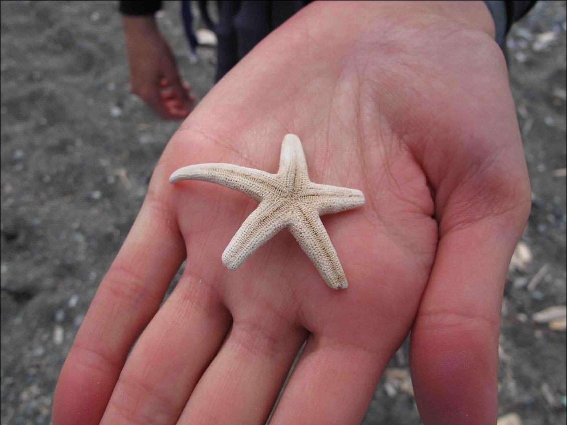 Petite étoile de mer sèche et bien jolie.