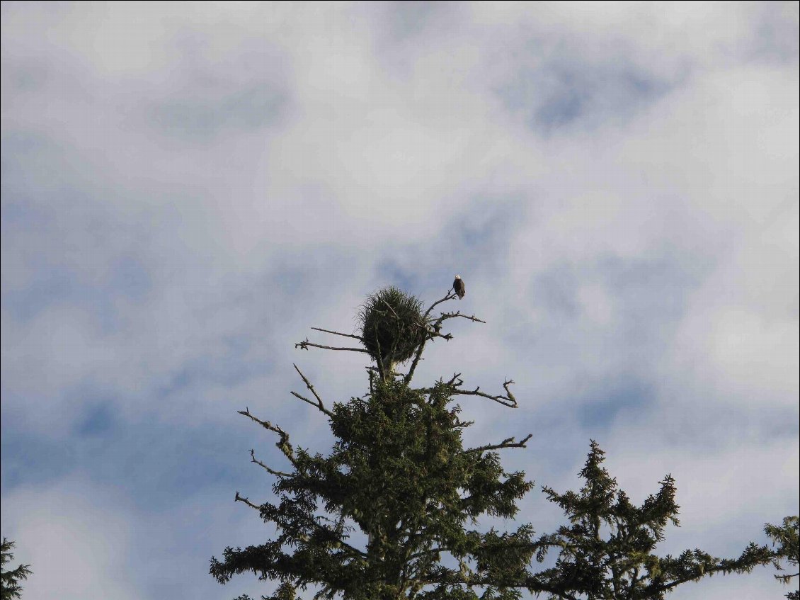 L'aigle protège son nid et nous surveille.