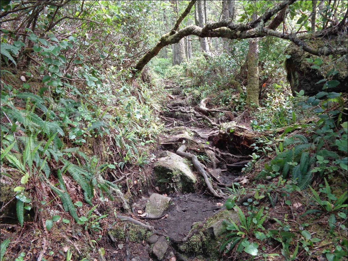 Après la plage, nous entrons dans la forêt où le sentier est presque sec mais pas dénué de pièges.