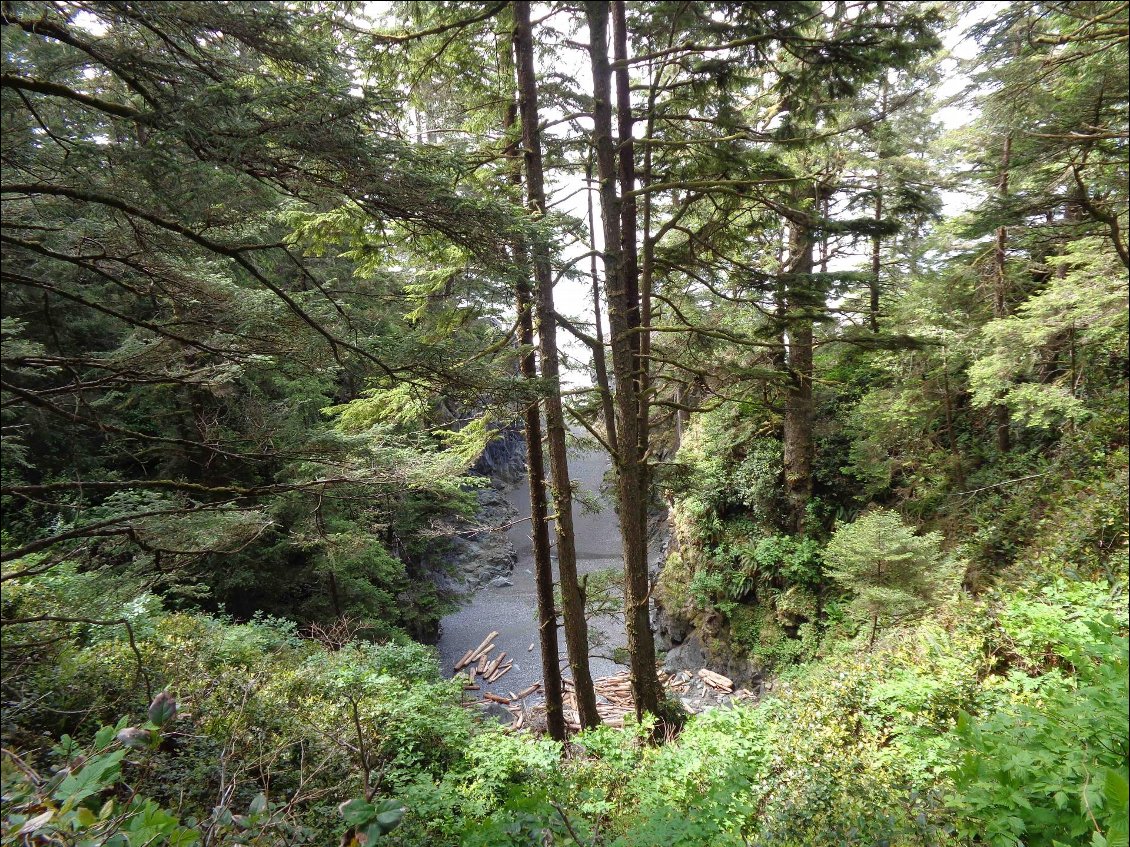 Dans chaque petite crique, des bois flottés s'accumulent.