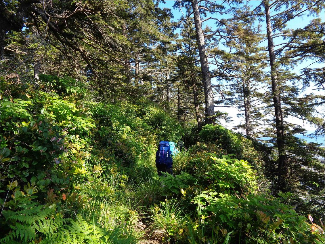 Le chemin est enfoui sous les herbes hautes et les arbustes.