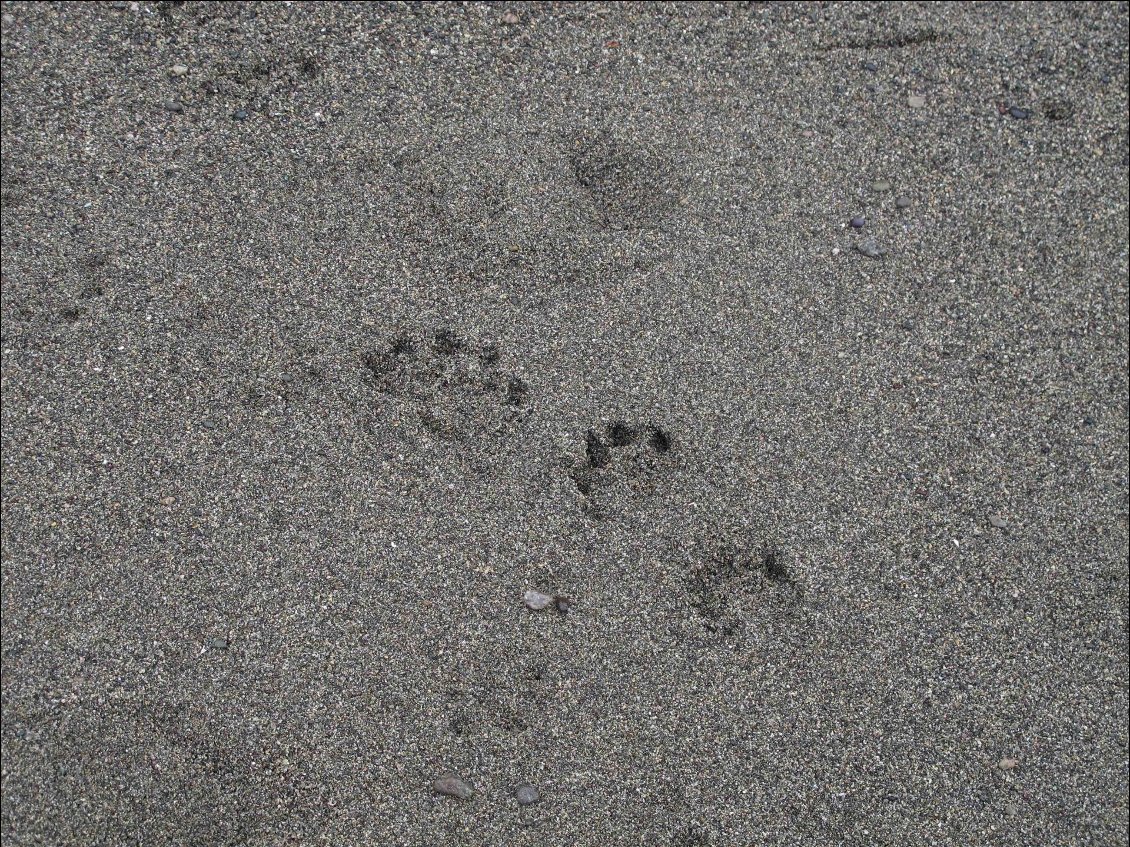 Des traces d'ours sur la plage.