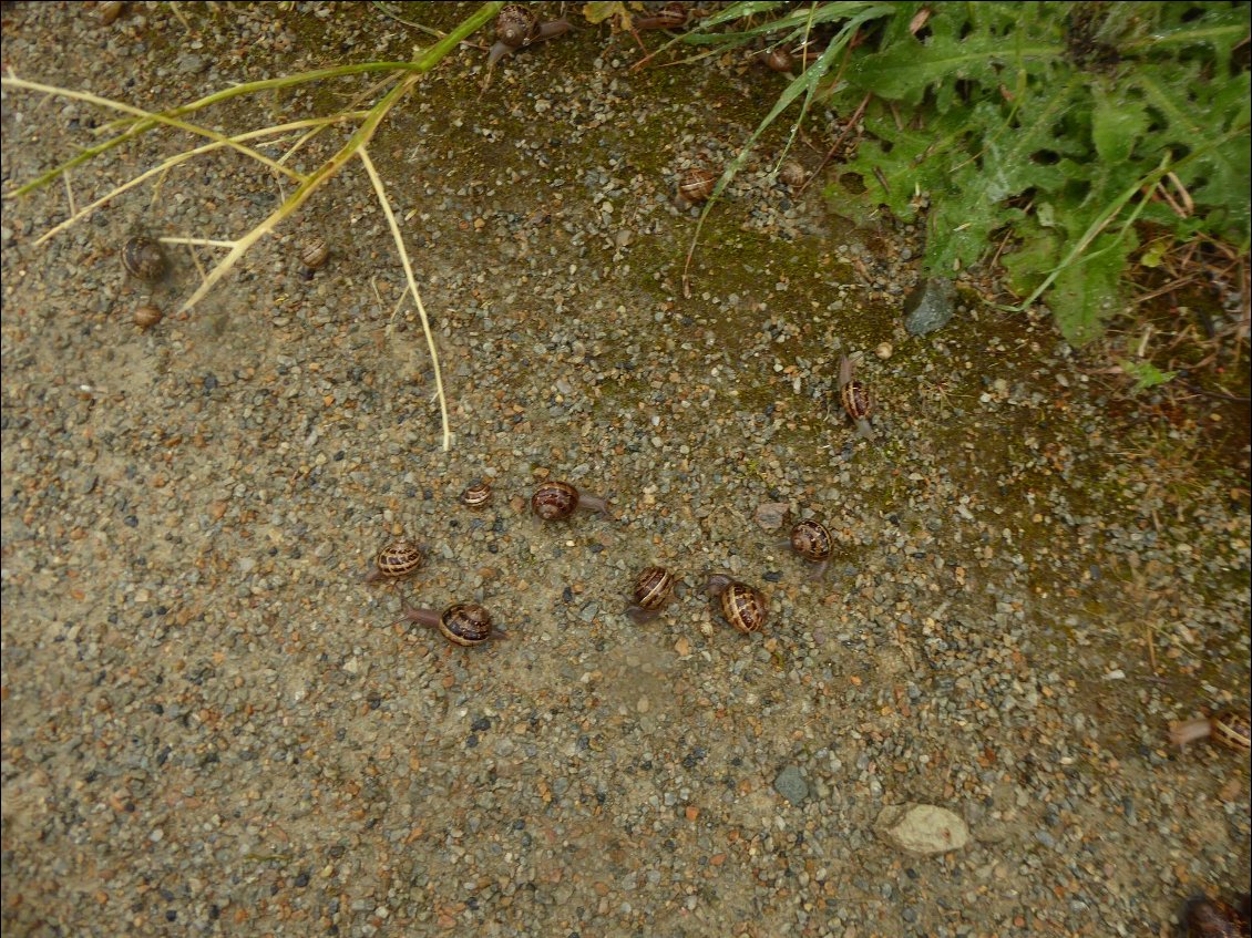 Les nombreux escargots du dernier jour...