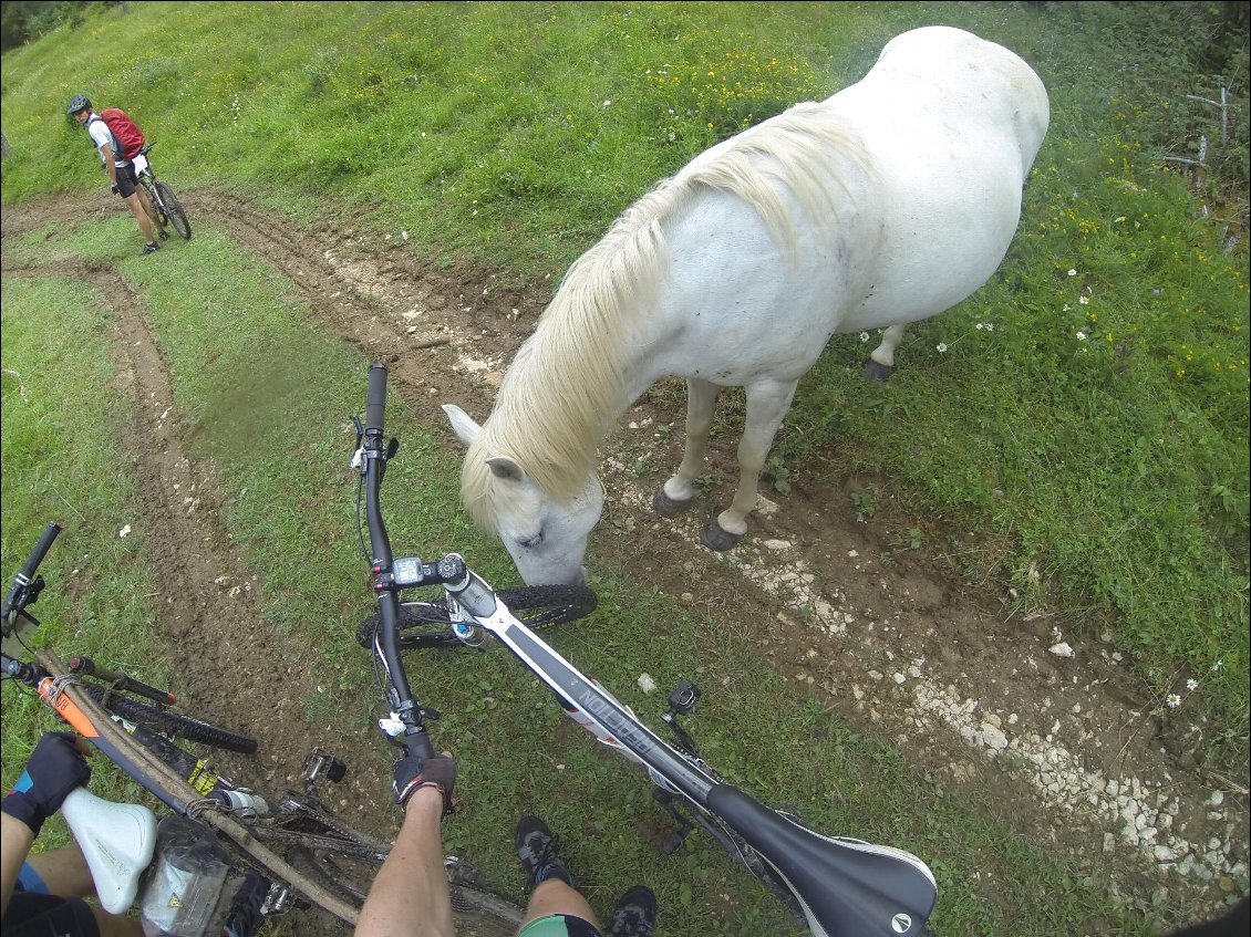 "Sympa cette jante, c'est du Tubeless?" (rencontre avec un troupeau de chevaux à coté du plateau du Risoux).