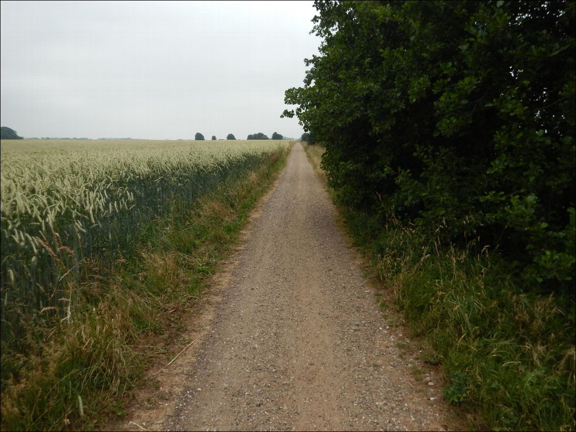 les haies de grands arbres cassent bien le vent