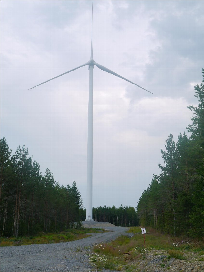 L'arbre qui gâche la forêt