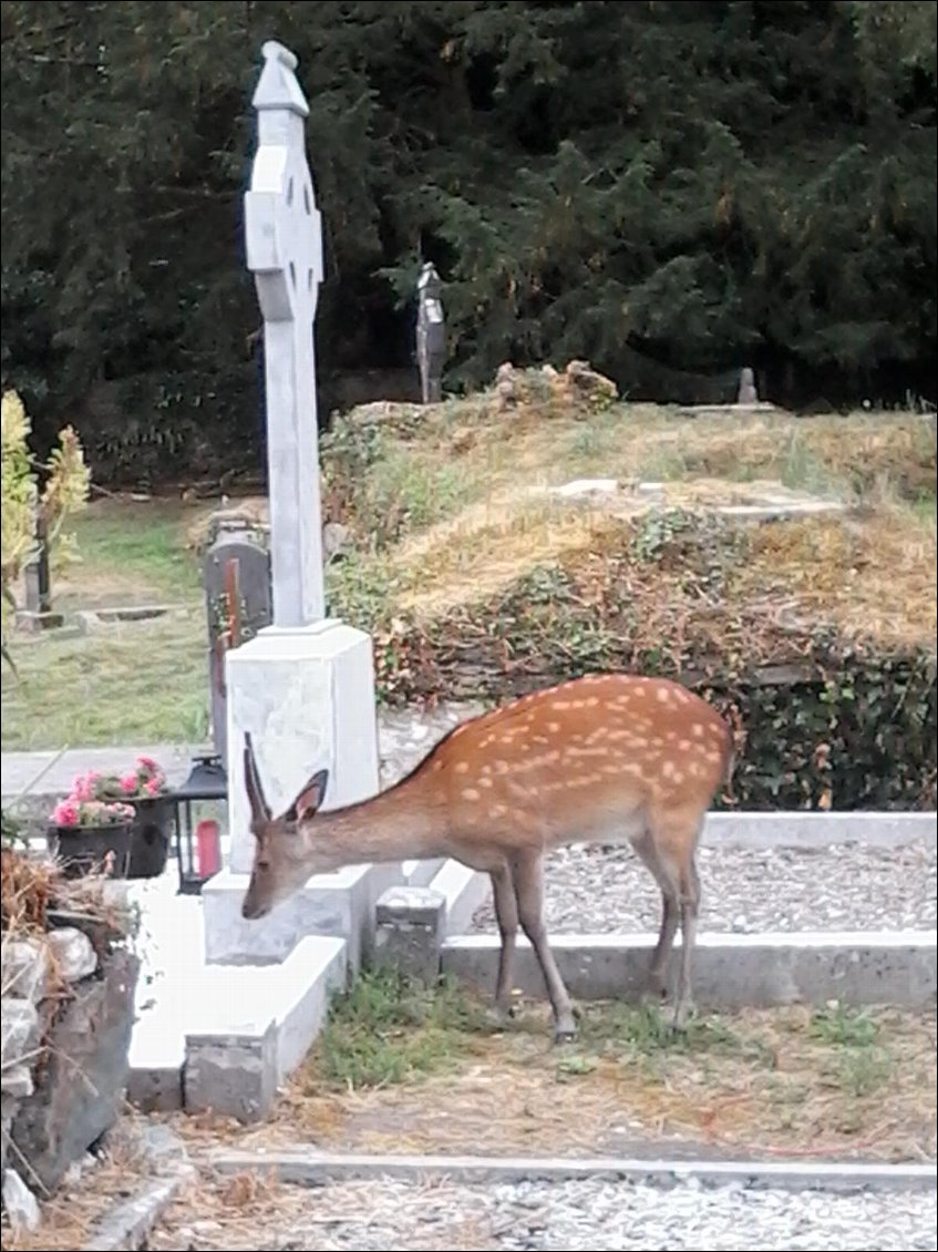 D'étranges visiteurs viennent écouter les vers des poètes irlandais enterrés dans le cimetière de l'abbaye.
