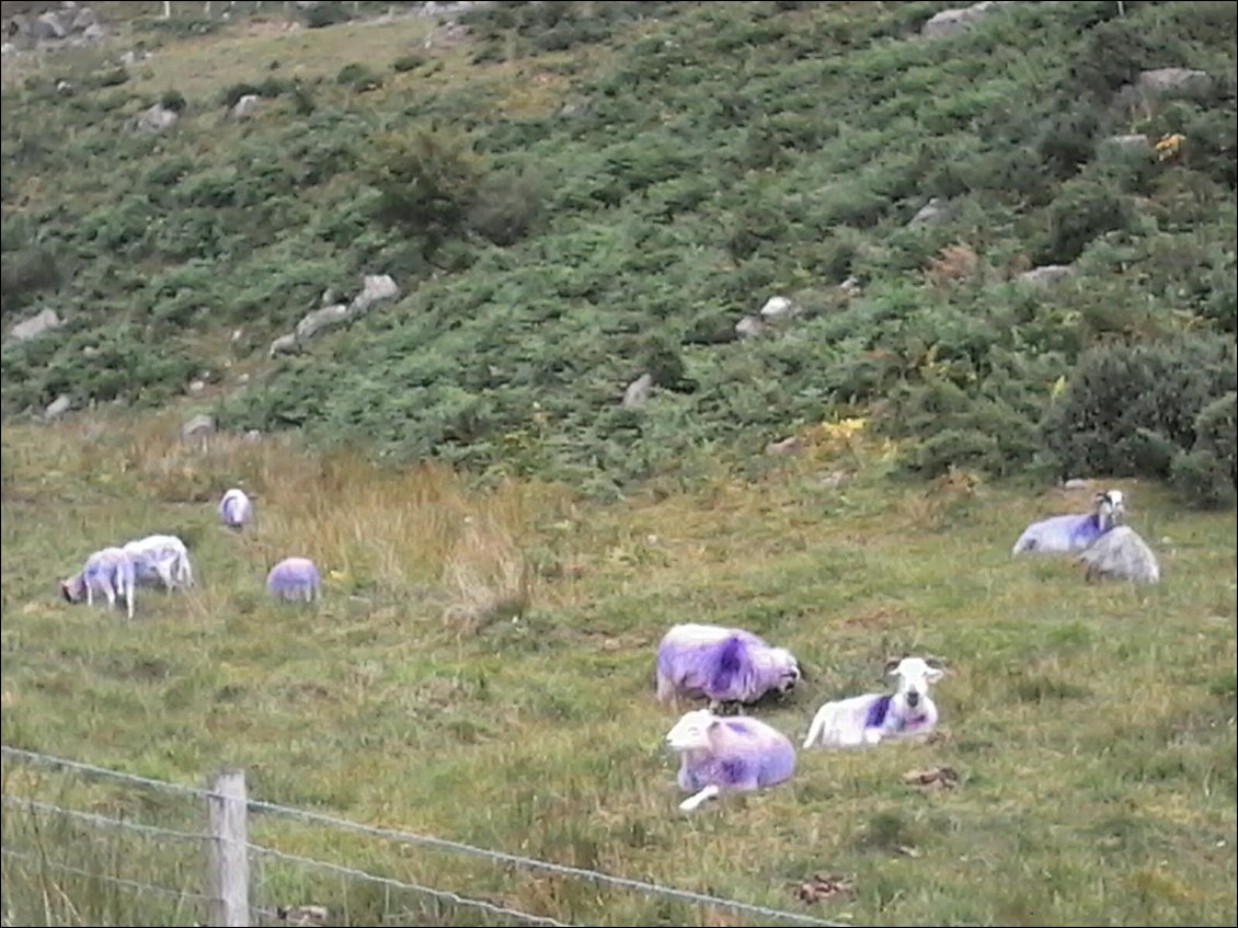 Collection printemps-été, les moutons sont entièrement teints en mauve-violet. C'est d'un chic !