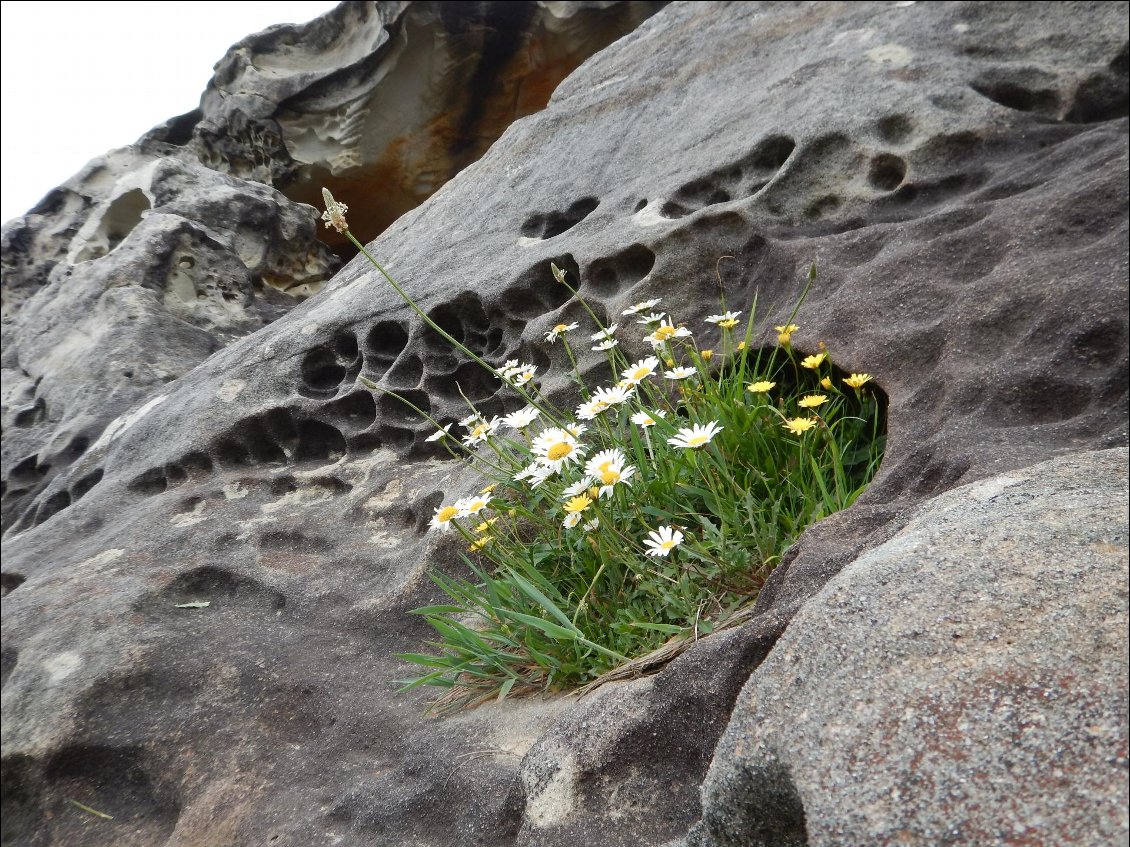 Même les rochers sont fleuris