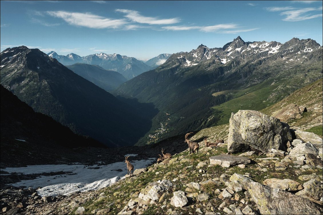 Bouquetins sous le Col de la Vache - Quelle Vue !!