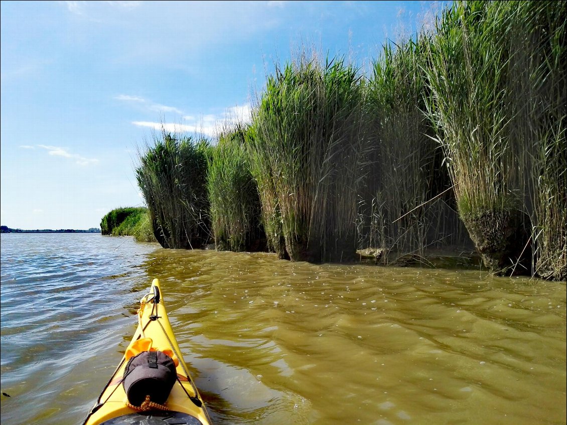 Roselière des berges en rive droite