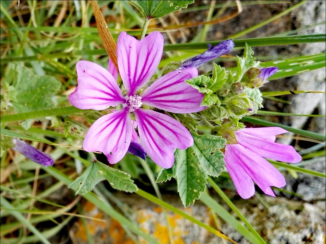 Mauve sylvestre (Malva sylvestris)