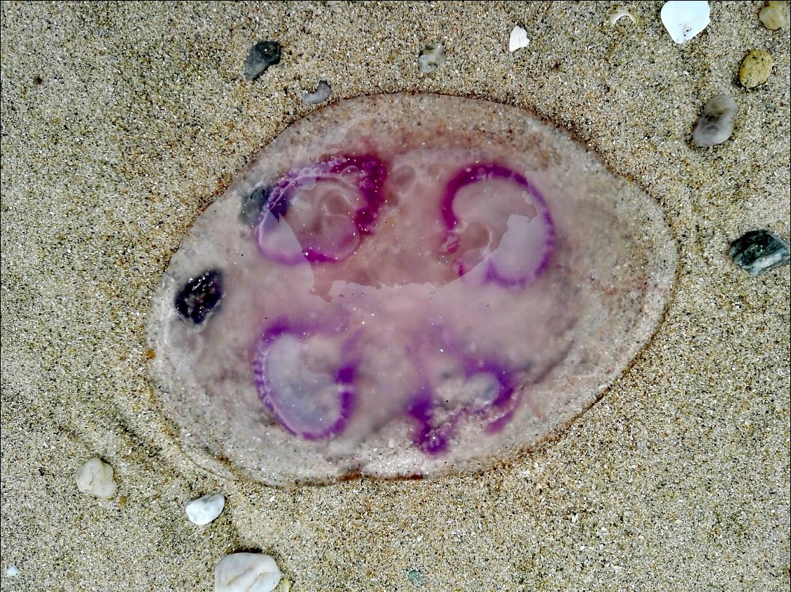 Méduse commune (Aurelia aurita)