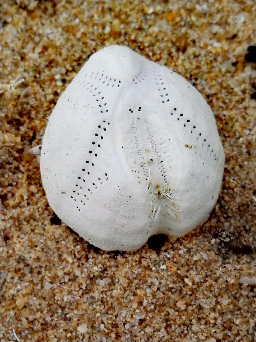 Oursin-cœur (Echinocardium cordatum)