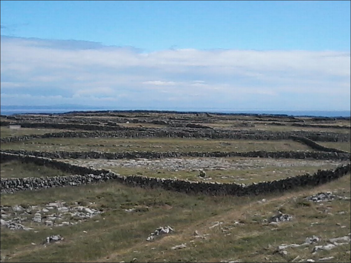 Encore et toujours des murets en pierre. Mais ici, la quantité de ces murets est bien plus importante que dans le reste de l'Irlande. Où sont les moutons ? Je n'en vois pas un seul, uniquement des vaches. Et pourtant les pulls en laine des îles d'Aran sont très réputés.