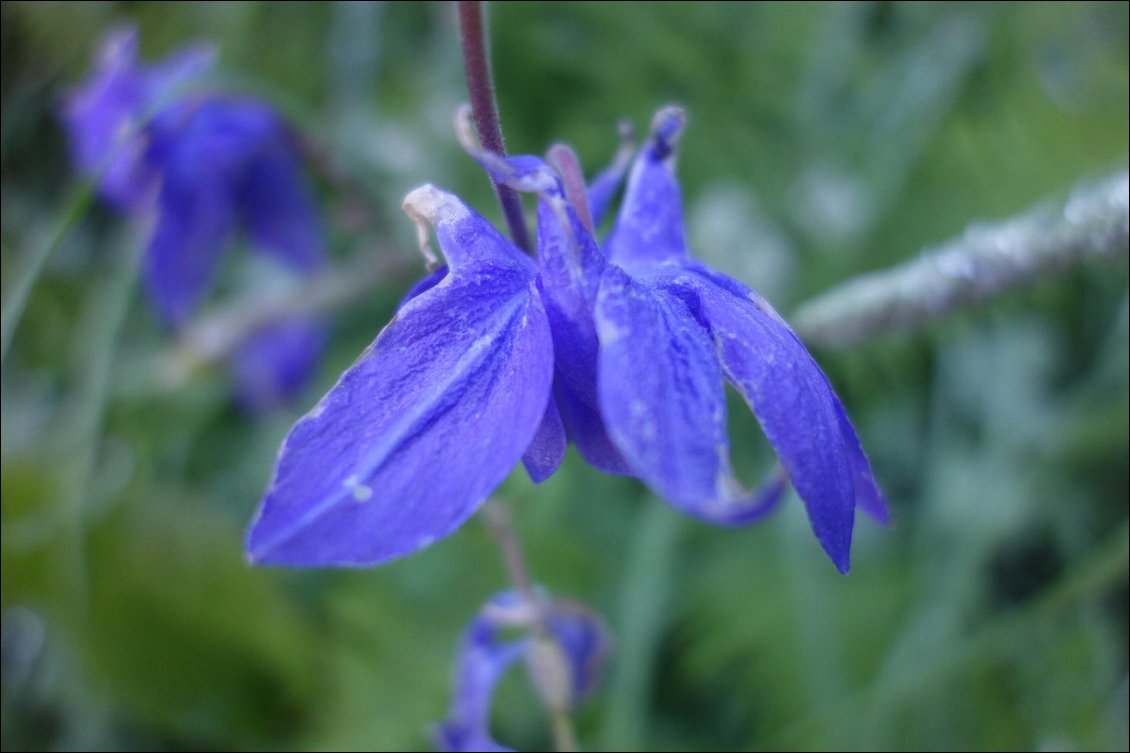 Le vallon est sublime, des fleurs sauvages partout, aconits napels entre autres, et raiponces hémisphériques (en photo). Un peu déçue de ne pas avoir vu de lys. Il faudra revenir !