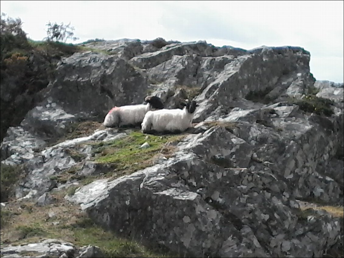 Même Les moutons s'abritent du vent