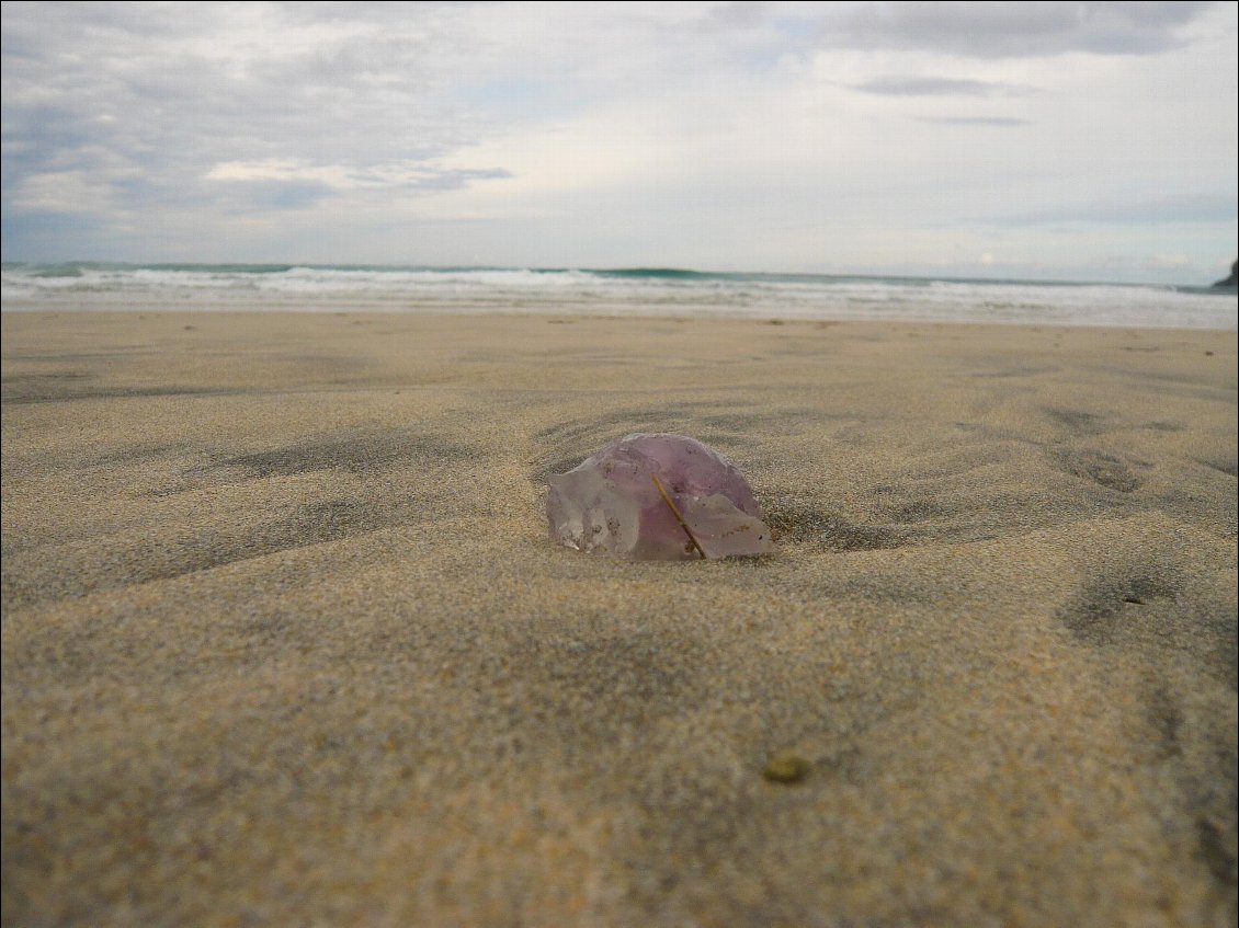 en meduse...